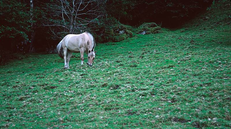 August 5, 1997 - Finse to Flm via Myrdal, Norway.<br />A Norwegian horse.