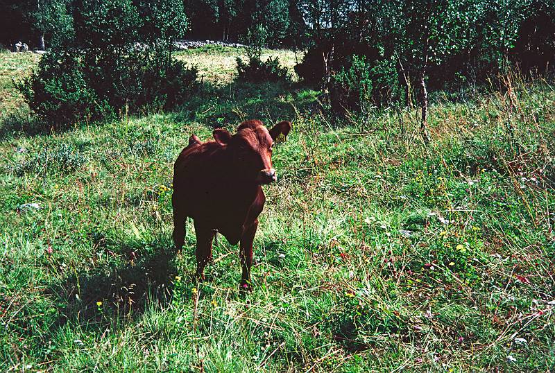 August 8, 1997 - Hike from Torger's farm to near Geilo, Norway.