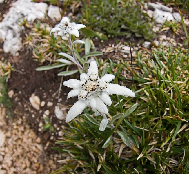 Edelweiss by the side of the trail.<br />Hike from Seceda cable car terminal to Puez hut.<br />July 26, 2011 - NE of St. Ulrich/Ortisei, Italy.