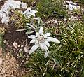 Edelweiss by the side of the trail.<br />Hike from Seceda cable car terminal to Puez hut.<br />July 26, 2011 - NE of St. Ulrich/Ortisei, Italy.