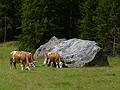 Cows with big bells.<br />July 27, 2011 - Hike from Puez Hut to Wolkenstein, South Tyrol, Italy.