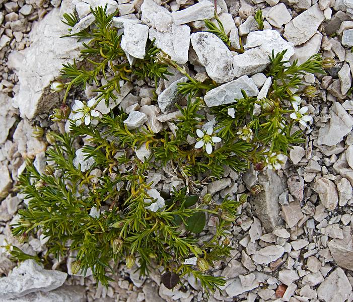 Tiny white flowers.<br />Hike from cable car terminal at Rifugio Faloria to Rifugio Vandelli near Lake Sorapiss.<br />July 29, 2011 - East of Cortina d' Ampezzo, Italy.