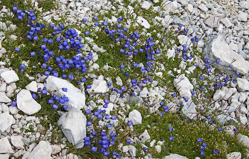 Bell shaped flowers along the trail (#216).<br />Hike from cable car terminal at Rifugio Faloria to Rifugio Vandelli near Lake Sorapiss.<br />July 29, 2011 - East of Cortina d' Ampezzo, Italy.