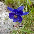 A columbine.<br />July 30, 2011 - Hike from Vandelli hut down to the valley via trail #217 (E of Cortina, Italy).