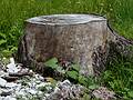 A bare tree stump.<br />July 30, 2011 - On trail #209 heading for Tre Croci Pass, NE of Cortina, Italy.