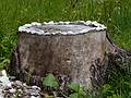 Not such a bare tree stump after Joyce worked on it.<br />July 30, 2011 - On trail #209 heading for Tre Croci Pass, NE of Cortina, Italy.