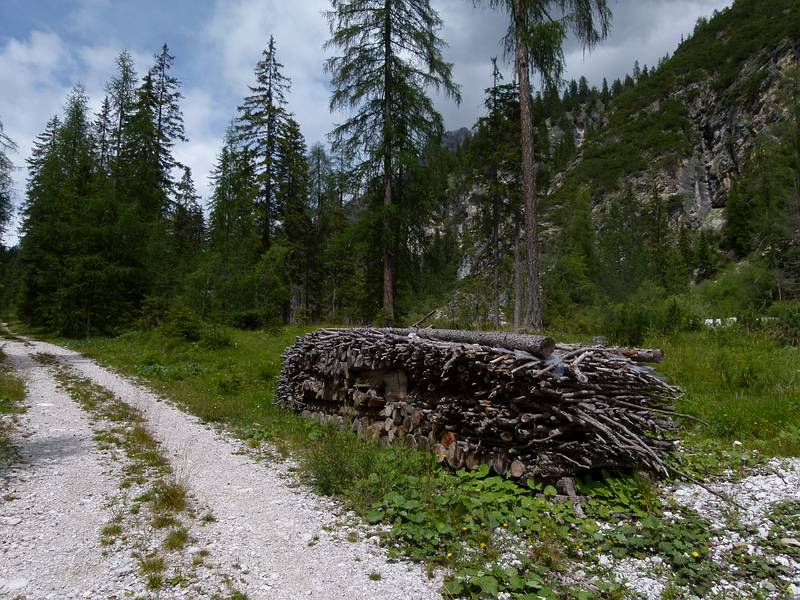 The woods were quite free of underbrush as it all was collected.<br />July 30, 2011 - On trail #209 heading for Tre Croci Pass, NE of Cortina, Italy.