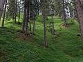 Wooded hillside next to the trail.<br />July 30, 2011 - On trail #209 heading for Tre Croci Pass, NE of Cortina, Italy.