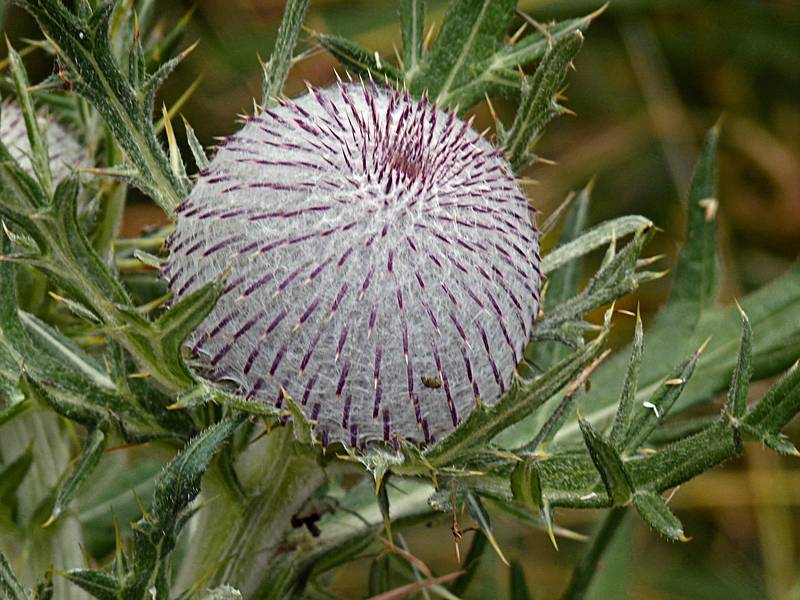 Thistle by the side of the road.<br />July 30, 2011 - Tre Croci Pass, NE of Cortina, Italy.