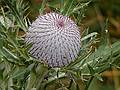 Thistle by the side of the road.<br />July 30, 2011 - Tre Croci Pass, NE of Cortina, Italy.